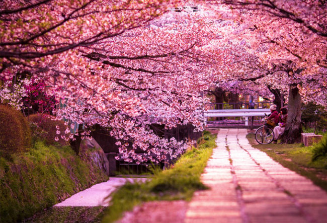 sakura
